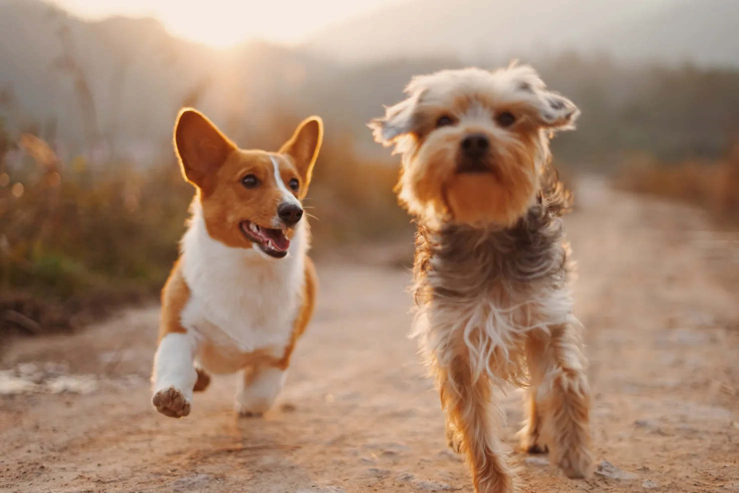 Corgi and Yorkshire Terrier running on a dirt path at sunset, symbolizing healthy and active pets, relevant to spaying and neutering benefits.